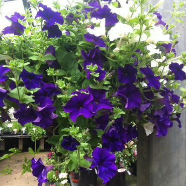 Petunia Flower Seeds for Planting Thick Blue