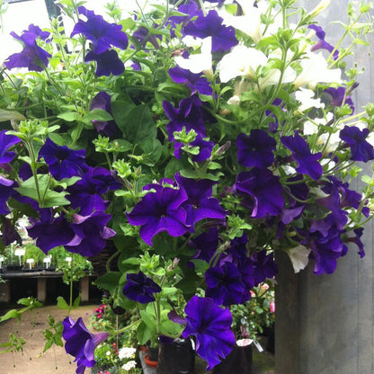 Petunia Flower Seeds for Planting Thick Blue