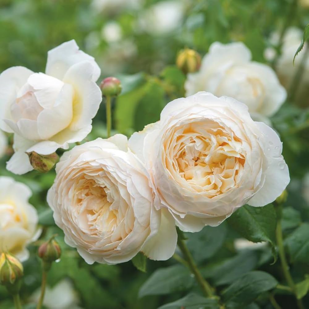 Rose Seeds for Planting Outdoors White