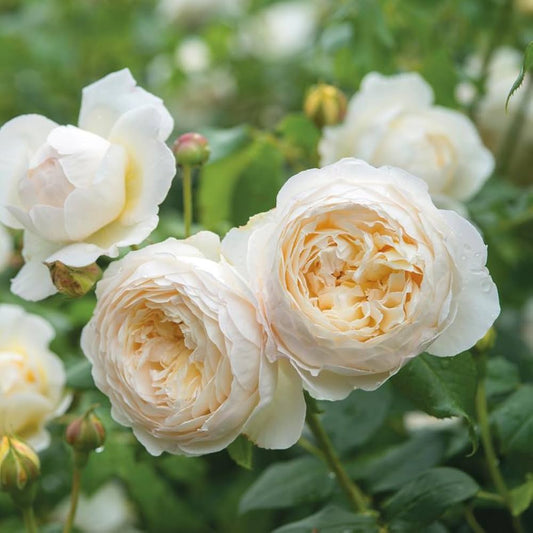 Rose Seeds for Planting Outdoors White