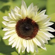 Sunflower Seeds for Planting to Plant cream