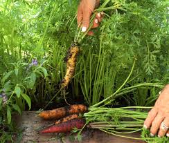 Paris Markt Karotten – Garten Pflanzensamen