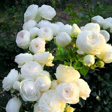 Rose Seeds for Planting Outdoors White