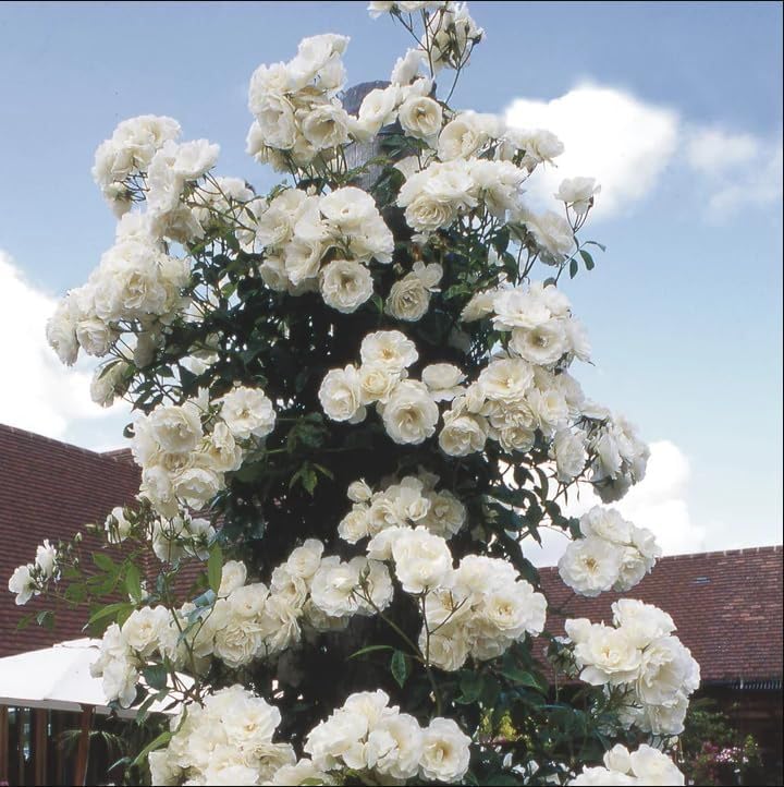 Rose Seeds for Planting Outdoors White