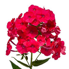 Phlox Flower Seeds – Red for Planting