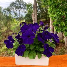Petunia Flower Seeds for Planting Thick Blue