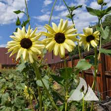 Sunflower Seeds for Planting to Plant cream