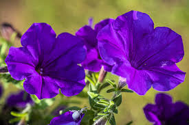 Petunia Flower Seeds for Planting Thick Blue