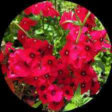 Phlox Flower Seeds – Red for Planting