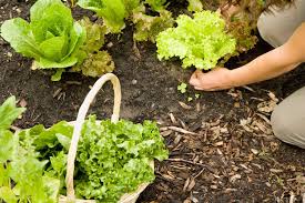Salatsamen für die Gartenpflanzung