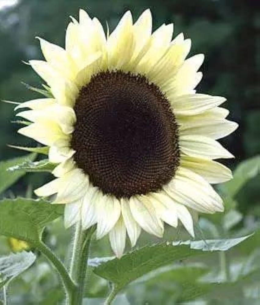 Sunflower Seeds for Planting to Plant cream