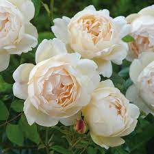Rose Seeds for Planting Outdoors White