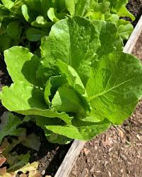 Salatsamen für die Gartenpflanzung