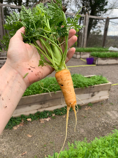Paris Markt Karotten – Garten Pflanzensamen