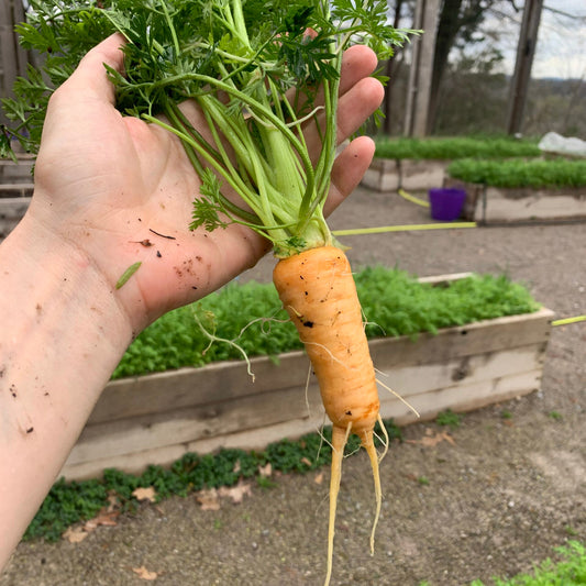 Carrot Seeds for Planting – Home Garden Variety
