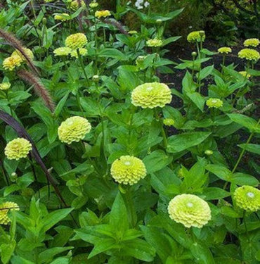 Zinnia Lime Green Flower Seeds for Planting – Fresh Annual Blooms