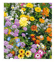 Wildflower Mix Birds Bees & Butterflies