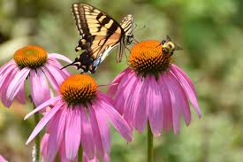 Organic Coneflower Seeds for Attracting Bees and Butterflies