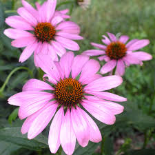 Heirloom Coneflower Seeds Easy to Grow Perennial Flowers