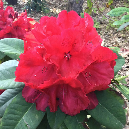 Rosebay Rhododendron Flower Seeds