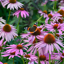 Heirloom Coneflower Seeds Easy to Grow Perennial Flowers
