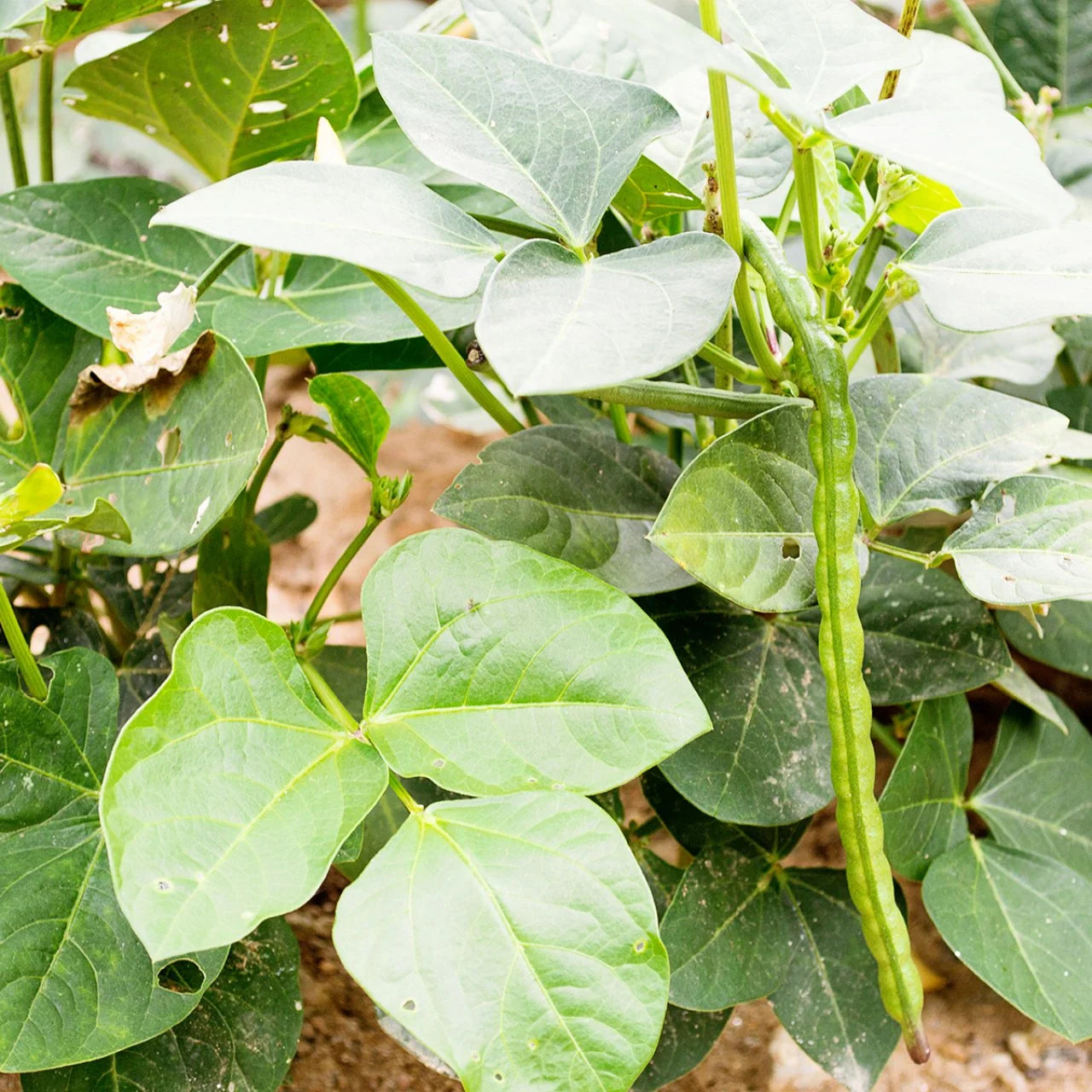 Black Eyed Peas Vegetable Seeds