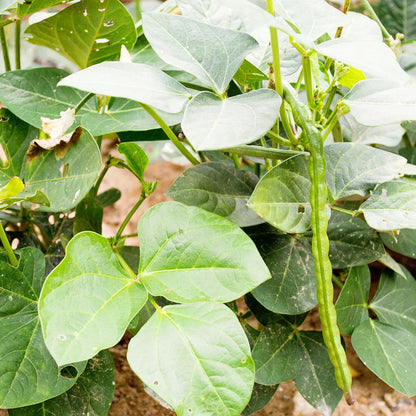 Black Eyed Peas Vegetable Seeds