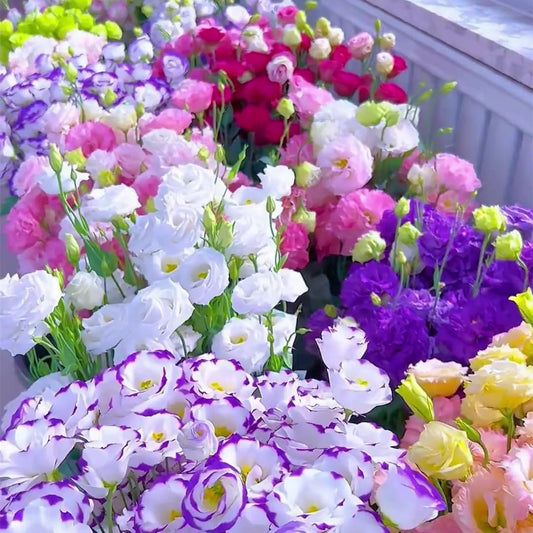 Premium Lisianthus Seeds for Vibrant Blooms