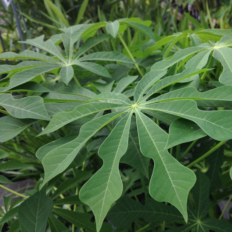 Manihot Dulcis Shrub Seeds
