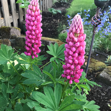 Lupine Wildflower Seeds pink