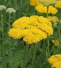 yarrow flower seeds yellow