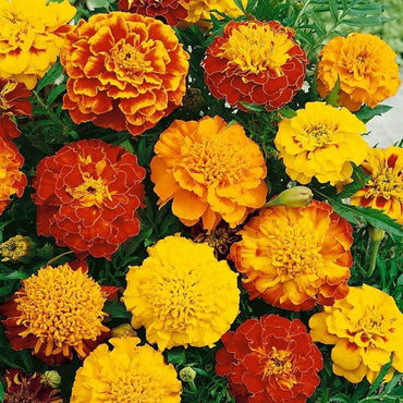 Non-GMO Marigold Seeds