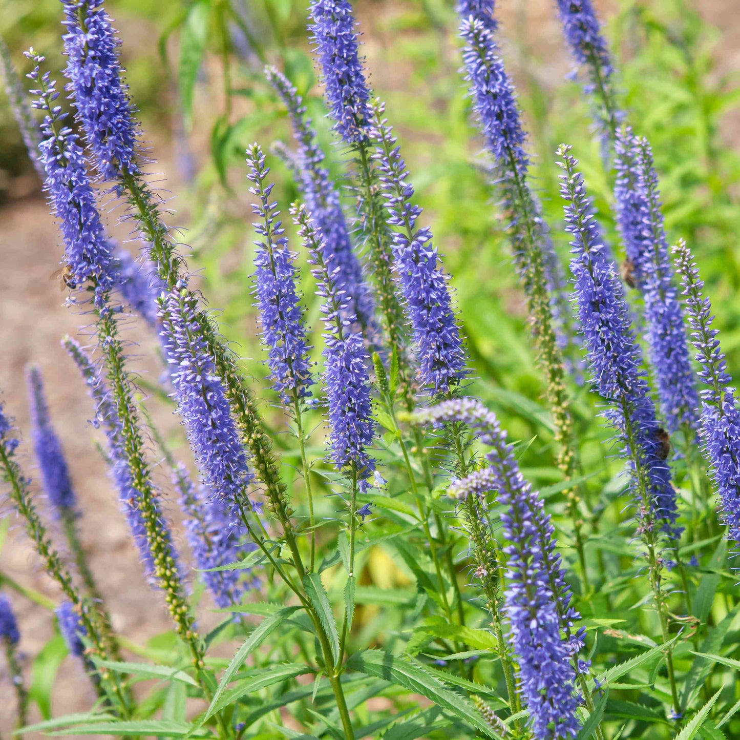 Veronica Spicata Planting for Vibrant Blooms  Seeds for a Lush and Colorful Garden