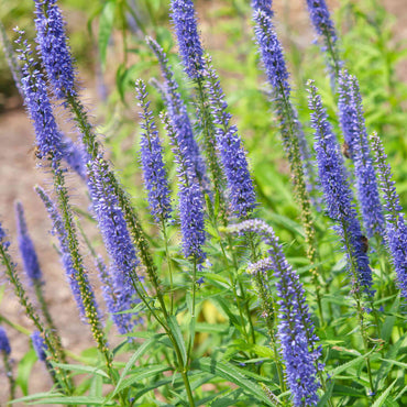 Veronica Spicata Planting for Vibrant Blooms  Seeds for a Lush and Colorful Garden