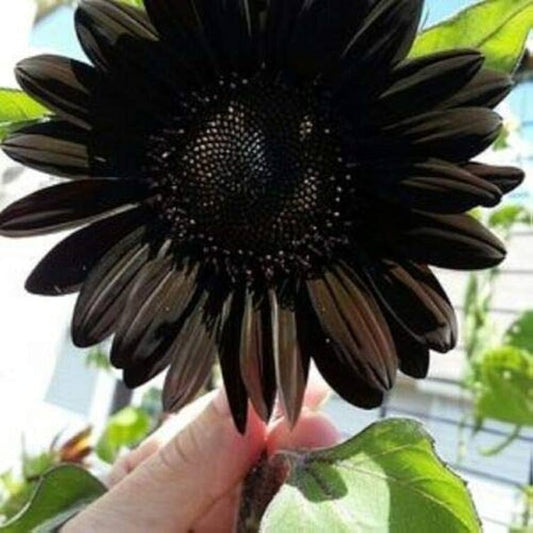 Sunflower Seeds for Planting to Plant Black color