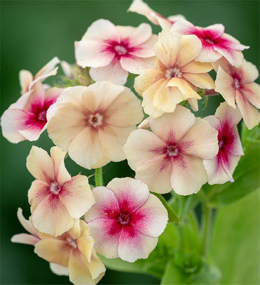 Rare Phlox Flower Seeds – Plant & Grow