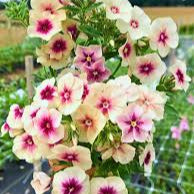 Rare Phlox Flower Seeds – Plant & Grow