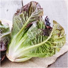 Iceberg & Red Romaine Lettuce Seed Variety