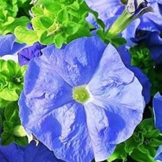 Petunia Flower Seeds for Planting Sky Blue