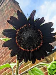 black seed sunflower plant Black Sunflower Seeds for Planting – Heirloom, Non-GMO, Easy to Grow, – Pure Asia Seeds