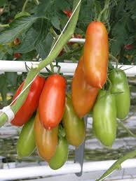 Huge Long San Marzano Tomato Seeds