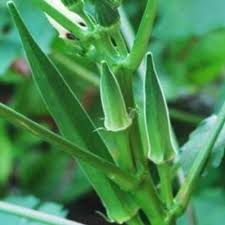 Okra Seeds-Fresh Garden Seeds