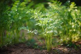 Carrot Seeds for Planting – Home Garden Variety