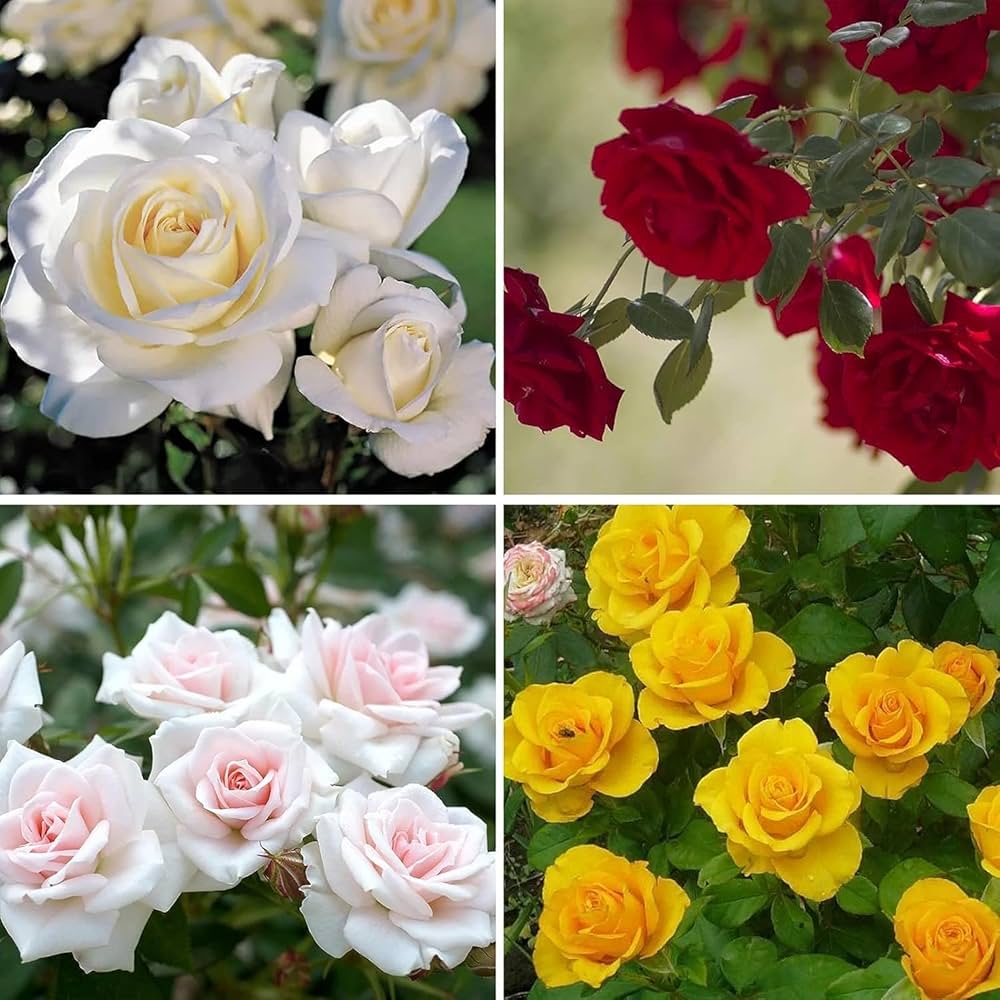 Rare Rose Seeds – Mixed Varieties for Planting