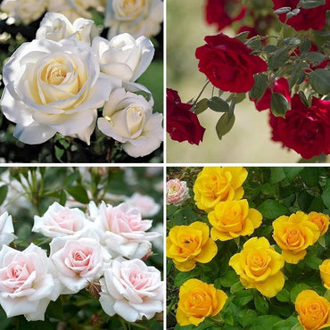 Rare Rose Seeds – Mixed Varieties for Planting