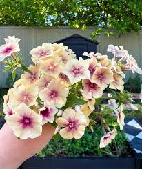 Rare Phlox Flower Seeds – Plant & Grow