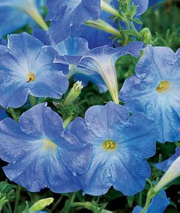 Petunia Flower Seeds for Planting Sky Blue