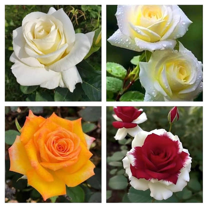 hybrid tea rose seeds Rare Rose Seeds for Planting – Heirloom, Non-GMO, Mixed Varieties, Per – Pure Asia Seeds