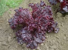 Iceberg & Red Romaine Lettuce Seed Variety