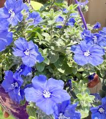 Petunia Flower Seeds for Planting Sky Blue
